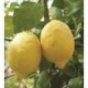 Citrus limon - Fruto