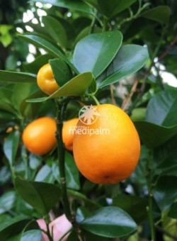 Citrus kucle (Fort marg x clement)