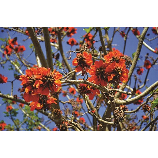 Erythrina caffra - Flor