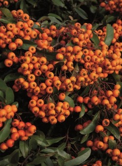 Pyracantha "Mohave"