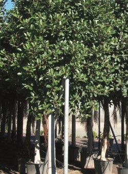Ficus australis ARBOL