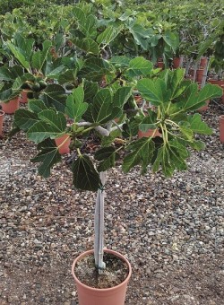 Ficus carica COPARAM