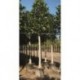 Ficus macrophylla ARBOL