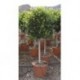 Ficus nitida retusa COPAT/3