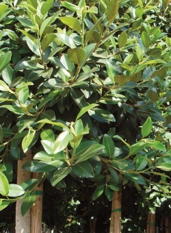 Ficus rubiginosa ARBOL