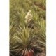 Yucca filamentosa "Variegata" SUCULENTA