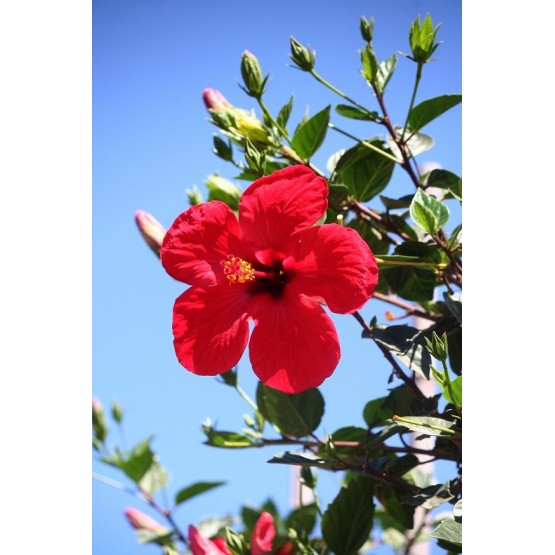 Hibiscus rosa-sinensis ARBOL