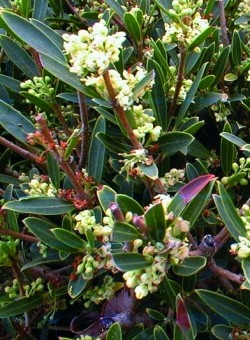 Phillyrea latifolia/angustifolia ARBUSTO