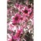 Leptospermum scop. "Pink Queen" - Flor