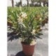 Nerium oleander amarillo ARBUSTO