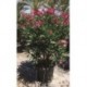 Nerium oleander rojo ARBUSTO