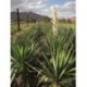 Yucca gloriosa SUCULENTA