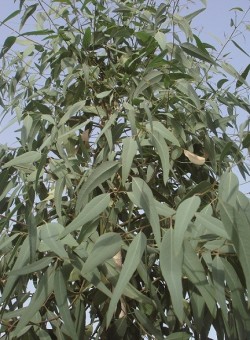 Eucalyptus camaldulensis ARBOL