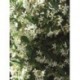 Trachelospermum jasminoides TREPADORA