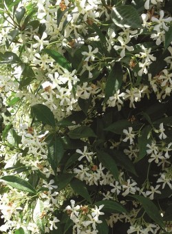 Trachelospermum jasminoides TREPADORA