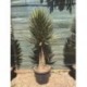 Yucca filifera SUCULENTA