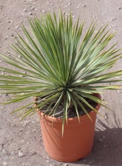 Yucca rostrata SUCULENTA