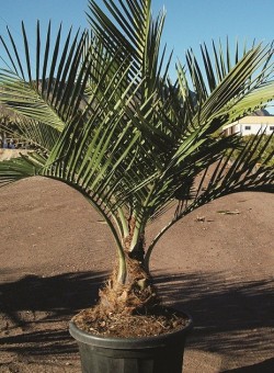 Jubaea chilensis PALMERA