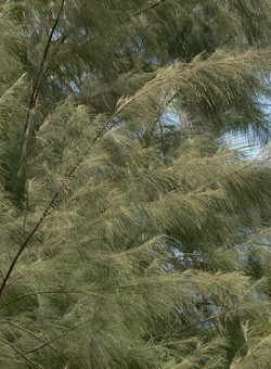 Casuarina equisetifolia CONIFERA