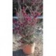 Leptospermum scoparium "Red Damask" 3,5L ARBUSTO