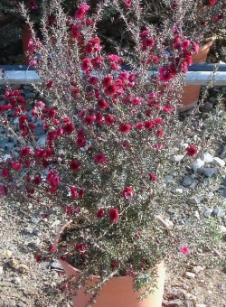 Leptospermum scoparium "Red Damask" 3,5L ARBUSTO