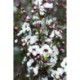 Leptospermum scoparium "Leonard Wilson" - Flor