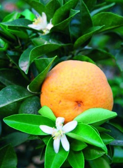 Citrus myrtifolia "Chinotto" - Fruto