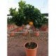 Citrus myrtifolia "Chinotto" COPAT/3 CT22 6L