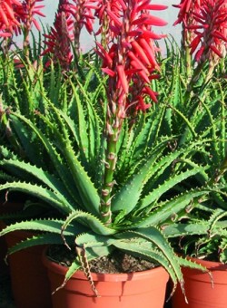 Aloe x spinosissima SUCULENTA