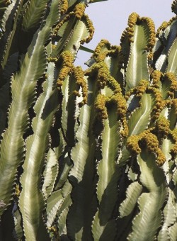 Euphorbia ingens SUCULENTA