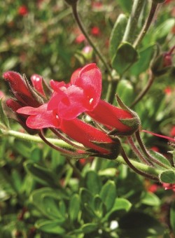 Galvezia speciosa 1 - Flor