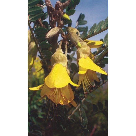 Sophora microphylla "Sun King" - Flor