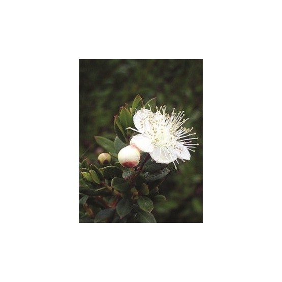 Myrtus com Microphylla - Flor