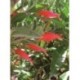 Eremophila glabra "Red" - Flor
