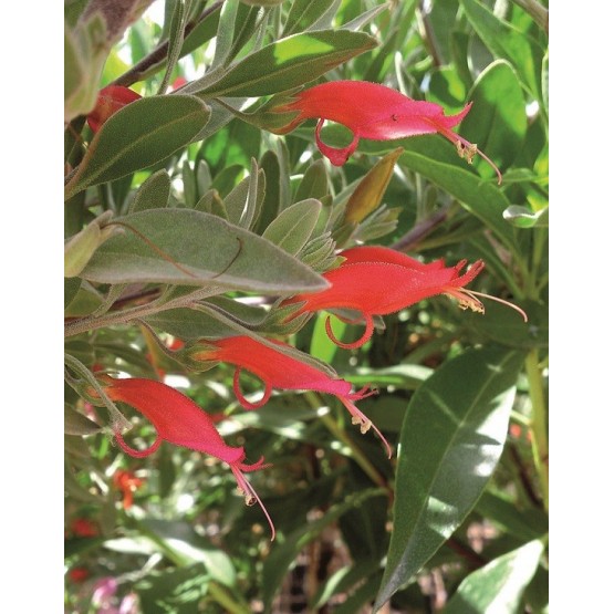 Eremophila glabra "Red" - Flor