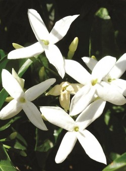 Jasminum azoricum TREPADORA