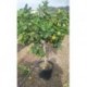 Citrus latifolia COPARAM C35 25L 10-12P