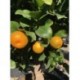 Citrus "Clementina" - Fruto