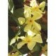 Trachelospermum Jasminoides "Yellow" TREPADORA