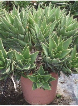 Aloe perfoliata/mitriformis SUCULENTA