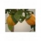Citrus limonia "Osbeck" - Fruto