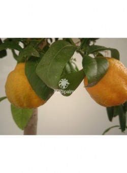 Citrus limonia "Osbeck" - Fruto