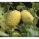 Citrus medica - Fruto
