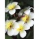 Plumeria obtusa - Flor