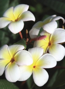 Plumeria obtusa - Flor