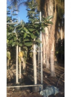 Ficus benghalensis 17L 8-10P ARBOL