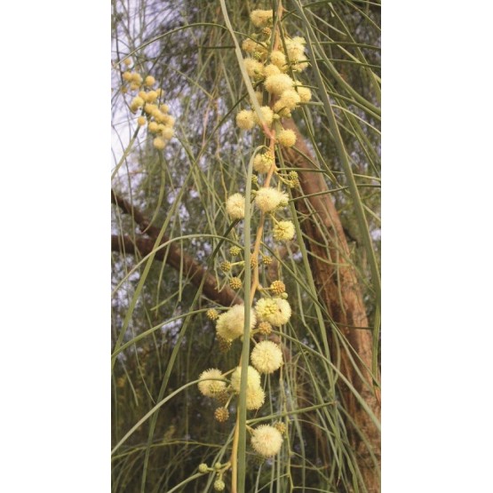 Acacia stenophylla ARBOL
