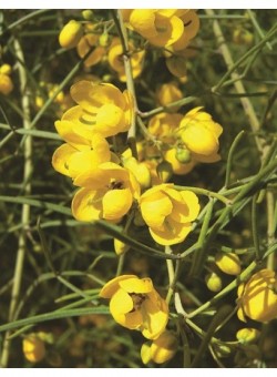 Cassia nemophylla ARBUSTO