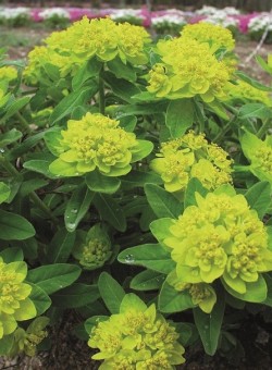 Euphorbia polychroma SUCULENTA