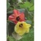 Hibiscus tiliaceus ARBOL